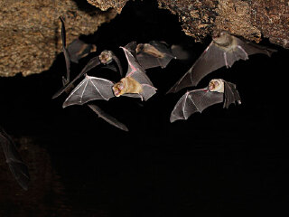 桃园三民蝙蝠洞