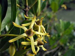 台湾特有生物研究保育中心