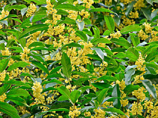 山那边‧绿叶方舟