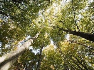 知本森林游乐区