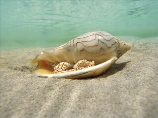 台东县自然史教育馆