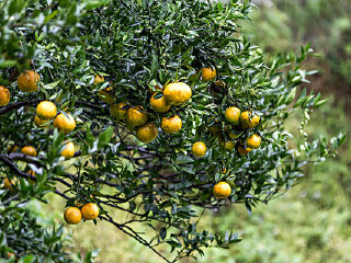 成功镇柑橘观光果园