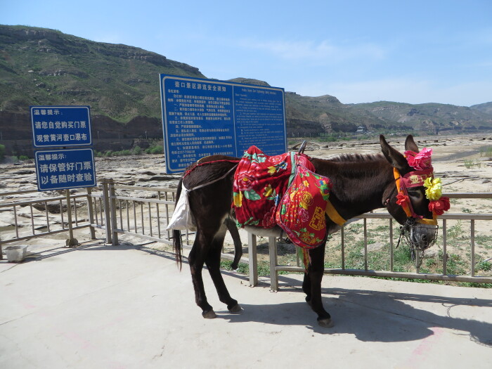 骑着毛驴照相30元,没人的时候可以讲价.