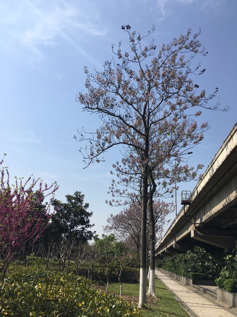 泡桐花是春天的味道