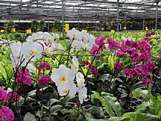 宾朗蝴蝶兰观光农园