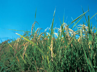 美兰休闲农业区