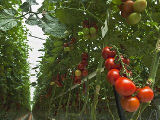 津南国家农业科技园