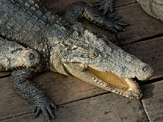哈德利鳄鱼农场