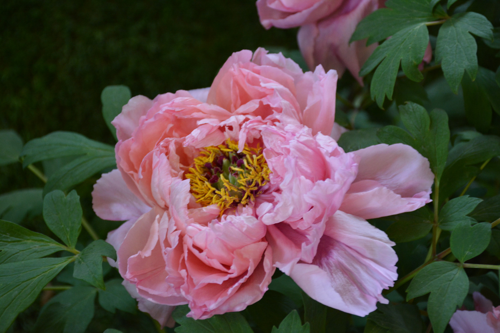 4天3晚洛阳玩法,徜徉在牡丹花海