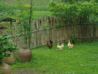 衢州开化华埠金凤凰农庄