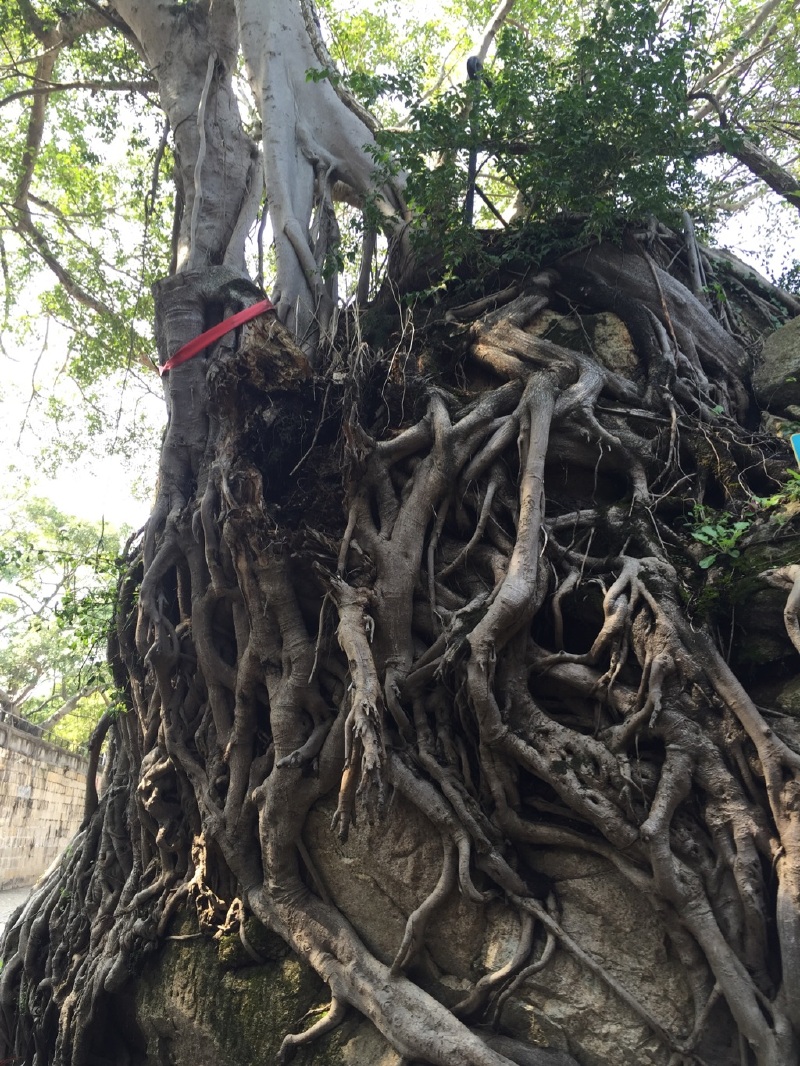 老树根现在胡里山拍摄远处环岛路风景海边沙滩出去胡里山就是海边沙滩