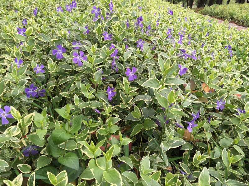 花叶蔓长春藤最后一片叶子的信念