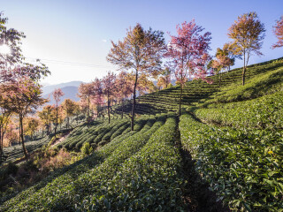 桃溪谷生态庄园