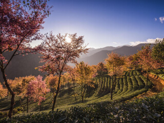 桃溪谷生态庄园