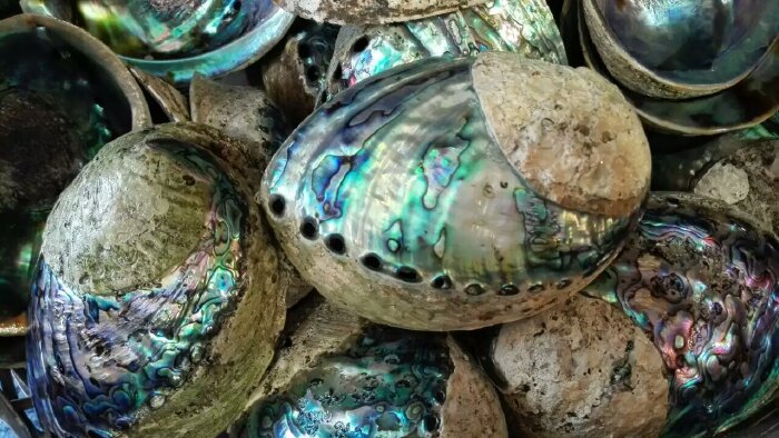 鲍鱼壳制作的工艺品