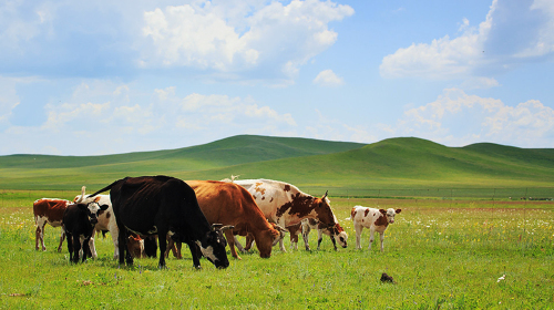 草场上自由的牛群
