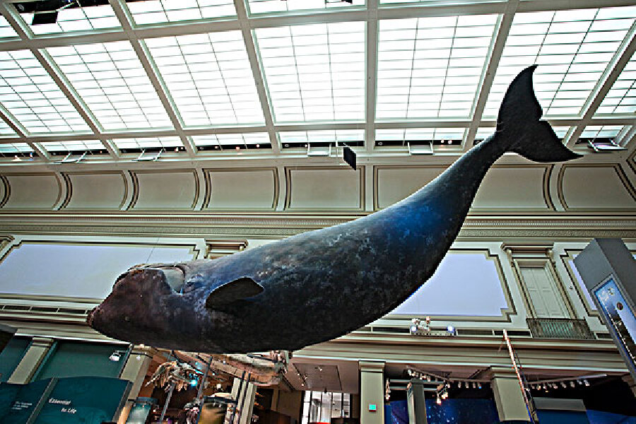 鲸鱼博物馆