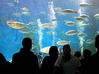 赫尔格达大水族馆