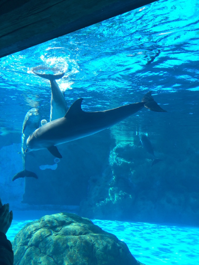 珠海横琴长隆游记_珠海海洋乐园游记_途牛