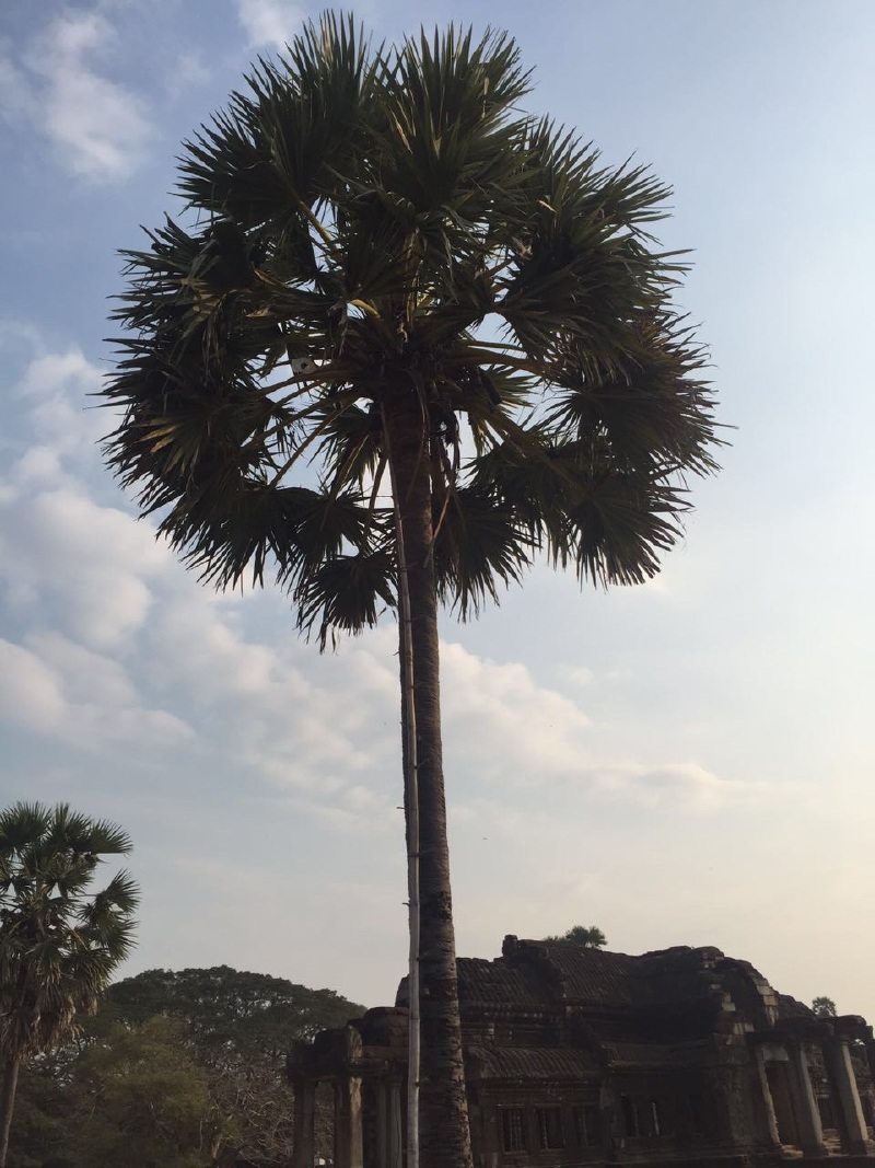 和小吴哥,小吴哥也叫吴哥窟,是世界七大奇迹之一,详情可以去问度娘,太