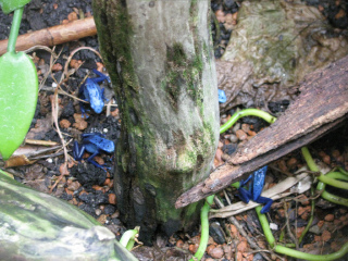 热带雨林动物园 