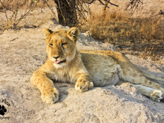 雨林野生动物庇护所