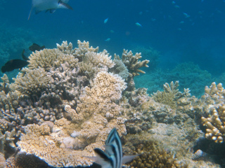 阿金考特珊瑚礁