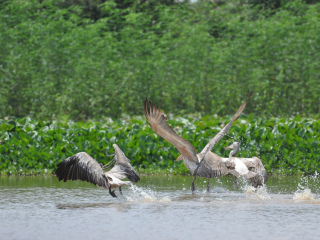 普列托尔鸟类保护区