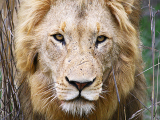 非洲狮野生动物园