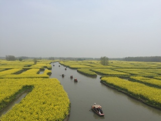 油菜花海