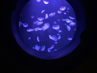 亚特兰蒂斯酒店