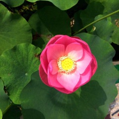 久不见莲花