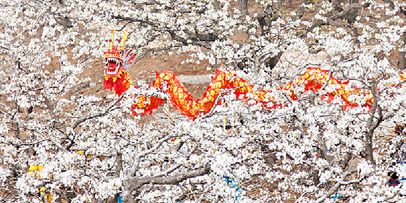 中卫梨花节攻略_中卫游玩攻略大全
