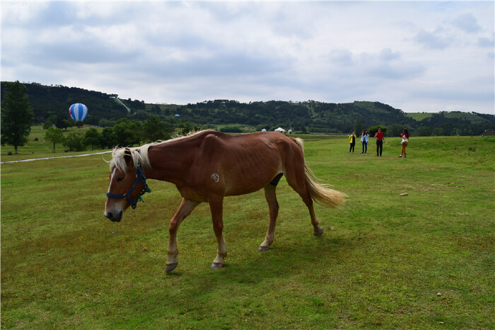 在木兰草原,高近百米,面积200多亩的山上,开满紫色,粉色,白色,红色的