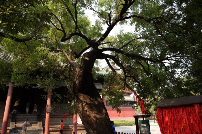 新发现# 带你发现正定古城的魅力