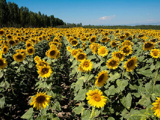 猪苗代町町营牧场