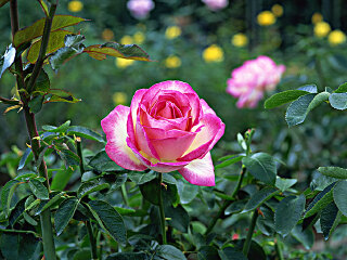 南砺市园艺植物园