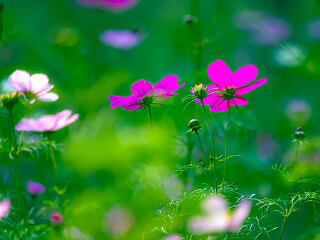 滨北森林公园游乐场