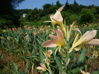 太山研学旅行基地