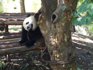 成都市国际非物质文化遗产博览园旅游景区