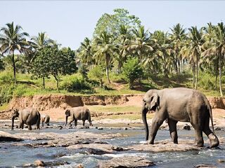 大象野生动物园