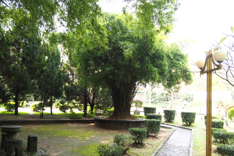 植物在阳光的宠爱下,任性的生长着,弯了竹藤,笼罩着下方的石凳,仿佛在