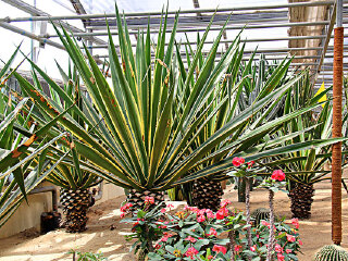 梦之岛热带植物馆