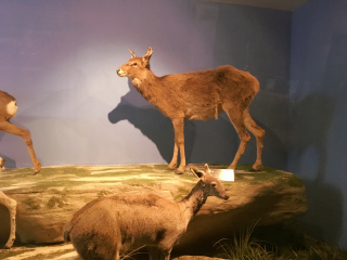 青藏高原自然博物馆