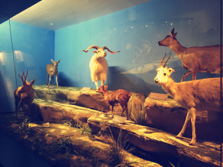 青藏高原自然博物馆