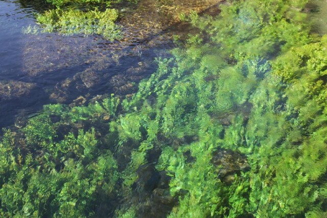 会使泉水呈现出不同颜色:浅水区呈黄色,橙色,深水区呈绿色