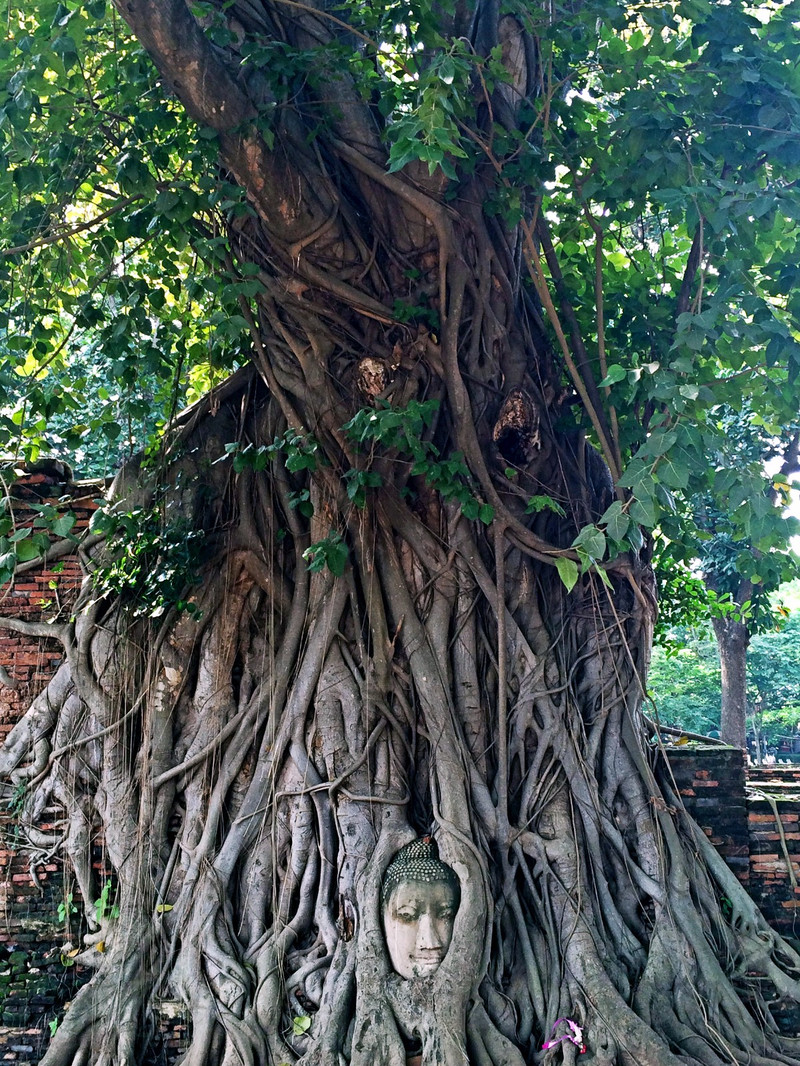 传说中的大树抱佛头,在马哈尔太寺