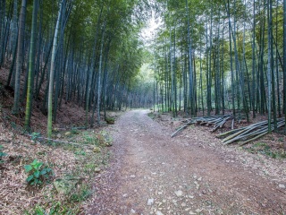 宜兴竹海风景区