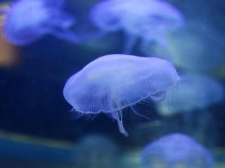 海洋水族馆
