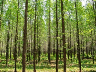 日照海滨国家森林公园
